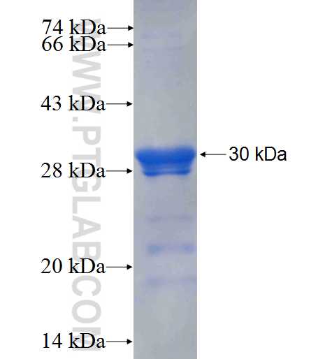 OSMR fusion protein Ag26334 SDS-PAGE
