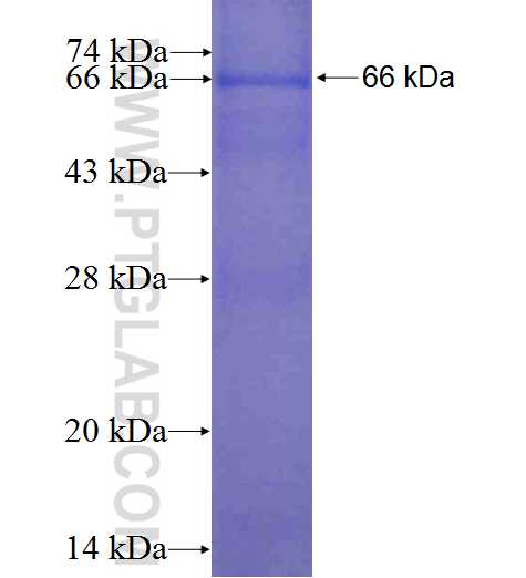 OSMR fusion protein Ag1426 SDS-PAGE