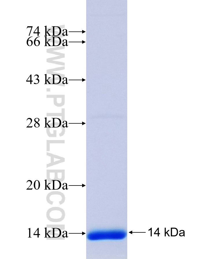 OSR2 fusion protein Ag14276 SDS-PAGE