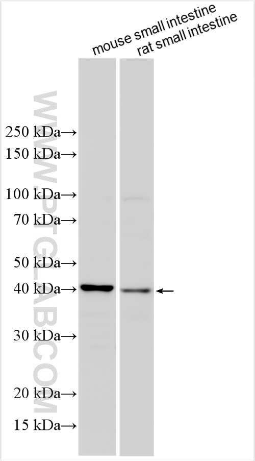 Western Blot (WB) analysis of various lysates using OSTA Polyclonal antibody (31330-1-AP)