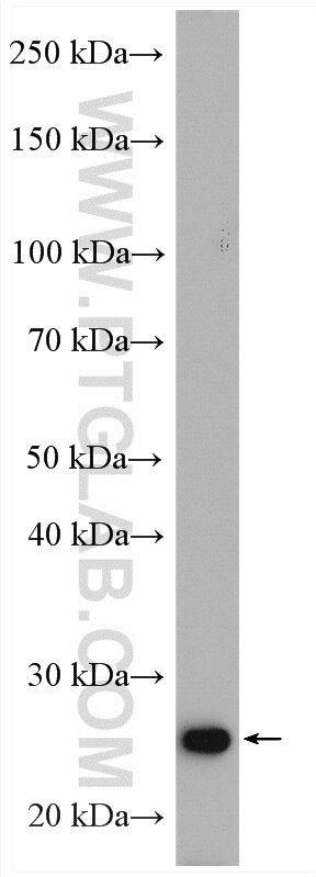 Western Blot (WB) analysis of C2C12 cells using OSTF1 Polyclonal antibody (10671-1-AP)