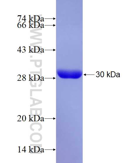 OSTF1 fusion protein Ag28895 SDS-PAGE