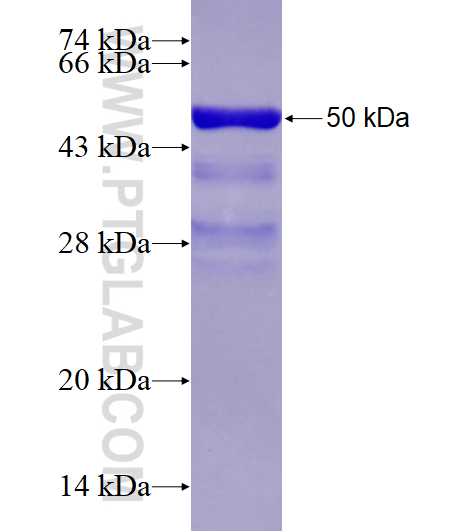 OSTF1 fusion protein Ag1072 SDS-PAGE