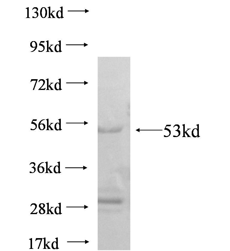 OSTM1 fusion protein Ag6254 SDS-PAGE