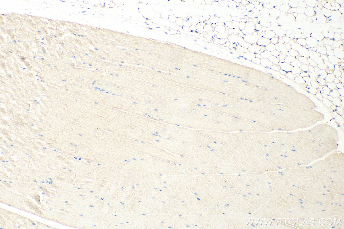 Immunohistochemistry (IHC) staining of mouse skeletal muscle tissue using OSTN Polyclonal antibody (25207-1-AP)