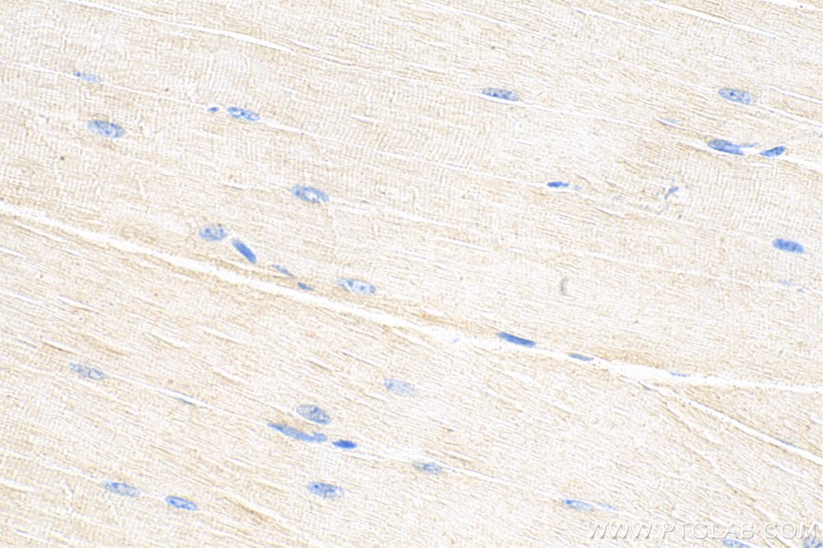 Immunohistochemistry (IHC) staining of mouse skeletal muscle tissue using OSTN Polyclonal antibody (25207-1-AP)