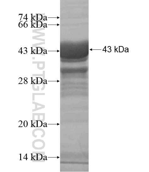 OSTN fusion protein Ag19166 SDS-PAGE