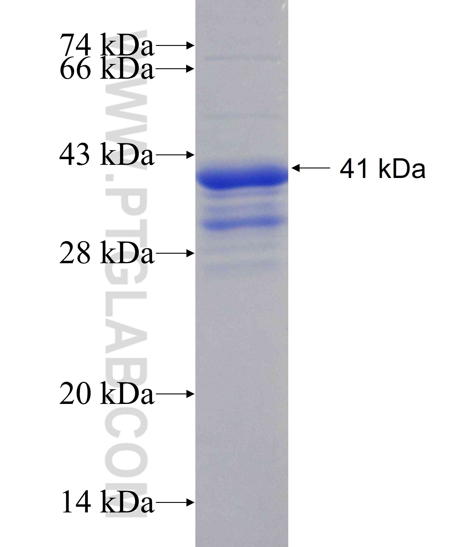 OSTN fusion protein Ag19166 SDS-PAGE