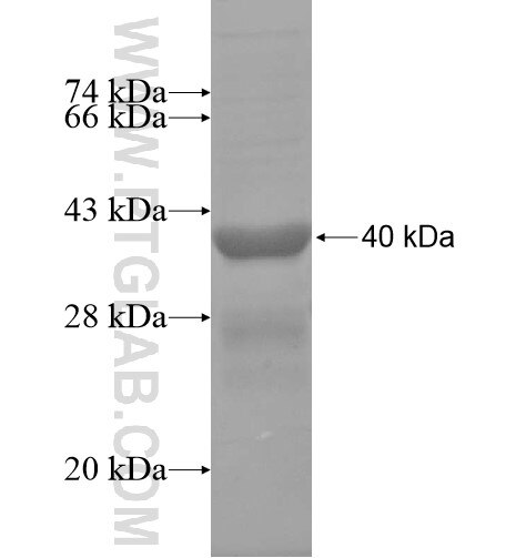OSTbeta fusion protein Ag15751 SDS-PAGE