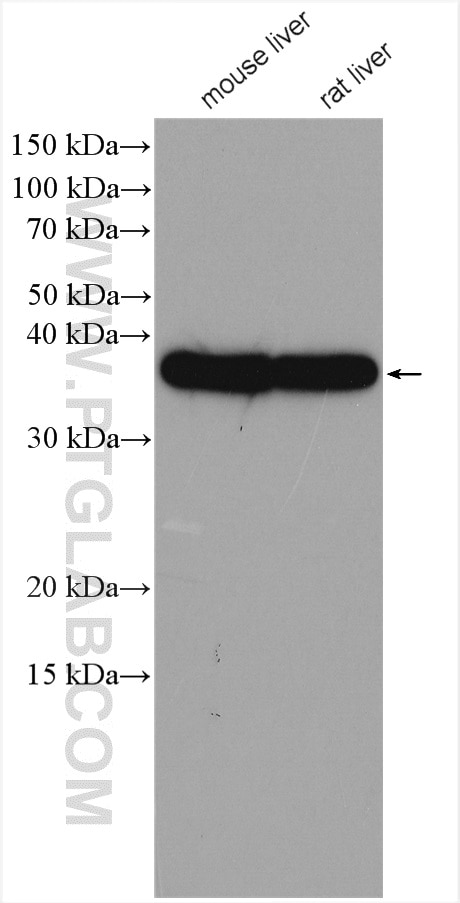 Western Blot (WB) analysis of various lysates using OTC Polyclonal antibody (26470-1-AP)