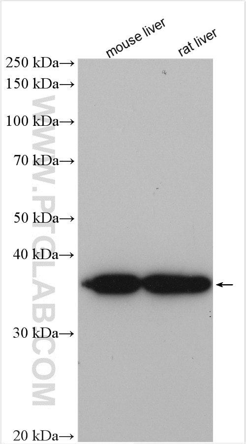 Western Blot (WB) analysis of various lysates using OTC Polyclonal antibody (26470-1-AP)