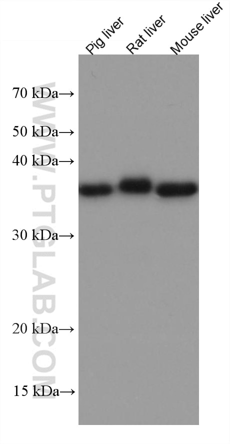 Western Blot (WB) analysis of various lysates using OTC Monoclonal antibody (67553-1-Ig)