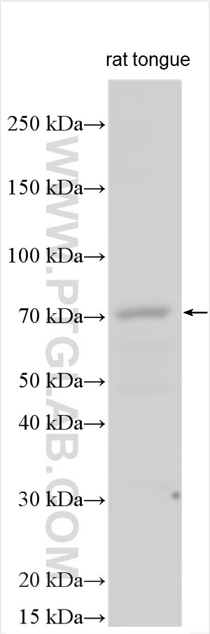 Western Blot (WB) analysis of various lysates using OTOP3 Polyclonal antibody (18819-1-AP)