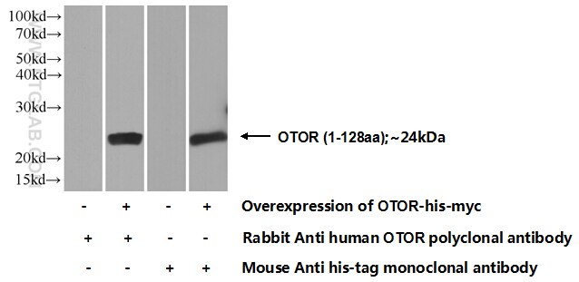Western Blot (WB) analysis of Transfected HEK-293 cells using OTOR Polyclonal antibody (18132-1-AP)