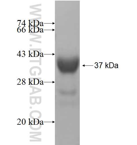 OTP fusion protein Ag6106 SDS-PAGE