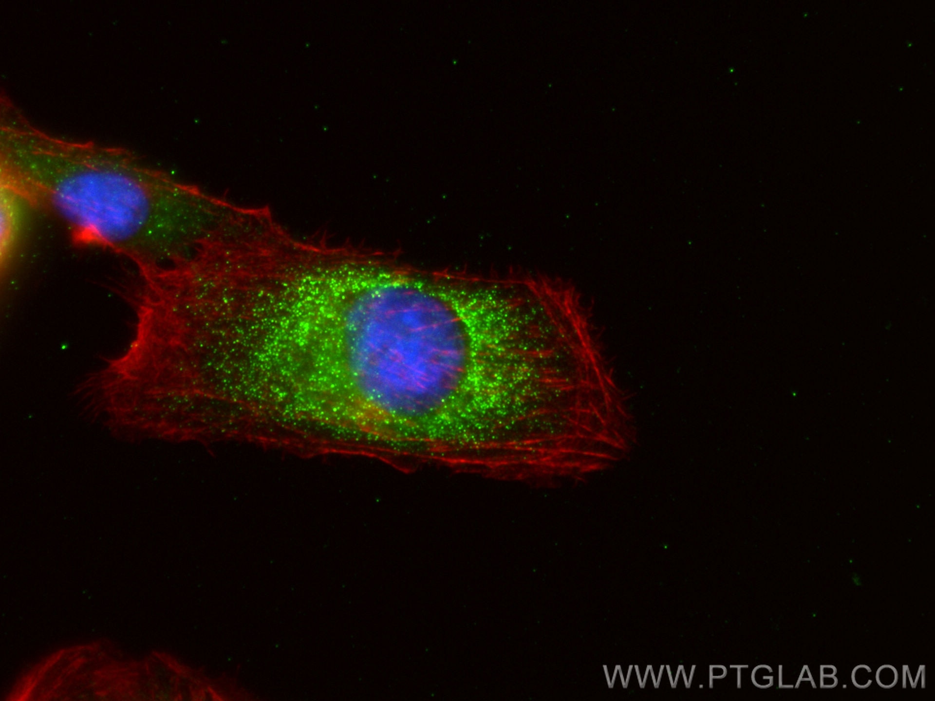Immunofluorescence (IF) / fluorescent staining of U2OS cells using OTUB1 Polyclonal antibody (10573-1-AP)