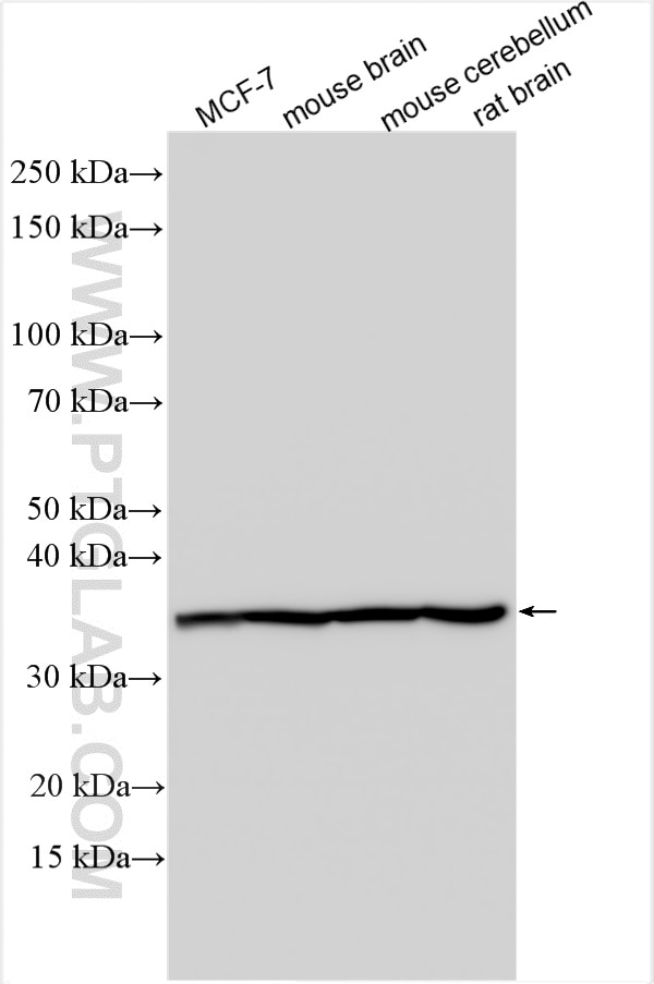 Western Blot (WB) analysis of various lysates using OTUB1 Polyclonal antibody (10573-1-AP)
