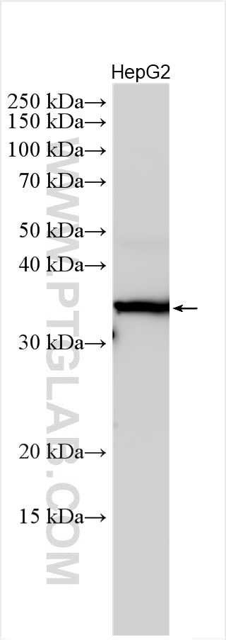 Western Blot (WB) analysis of various lysates using OTUB1 Polyclonal antibody (10573-1-AP)