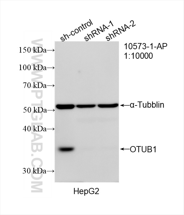 Western Blot (WB) analysis of HepG2 cells using OTUB1 Polyclonal antibody (10573-1-AP)