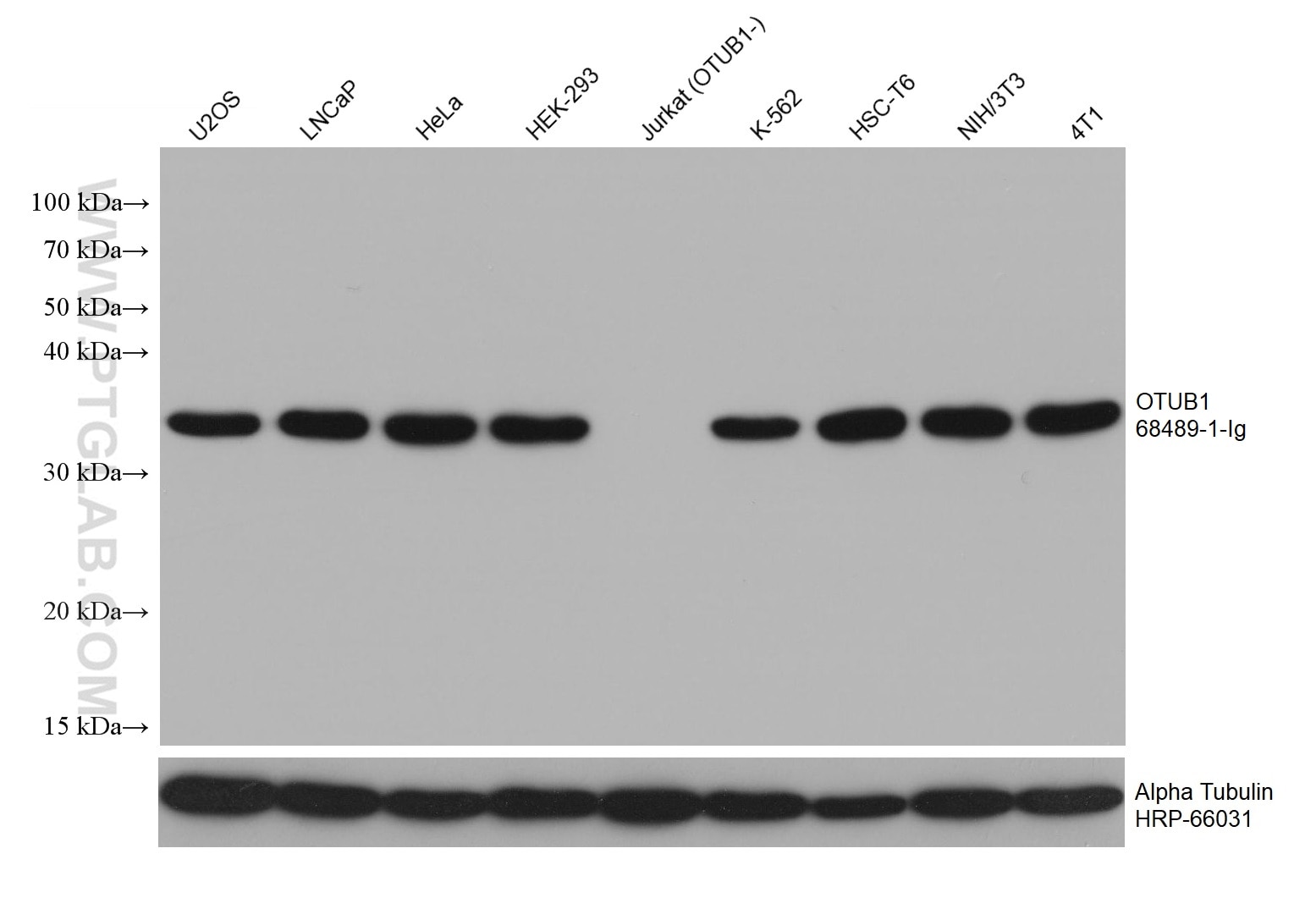 Western Blot (WB) analysis of various lysates using OTUB1 Monoclonal antibody (68489-1-Ig)
