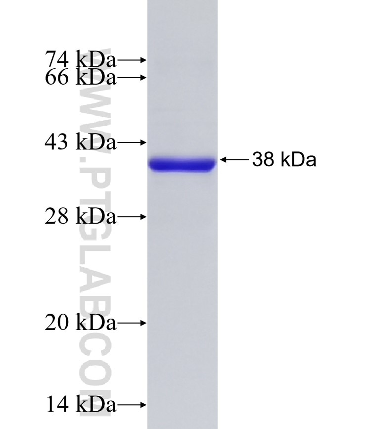 OTUB1 fusion protein Ag33132 SDS-PAGE