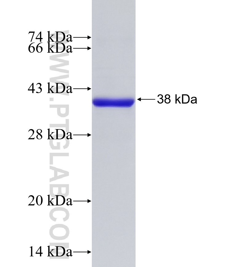 OTUB1 fusion protein Ag33132 SDS-PAGE