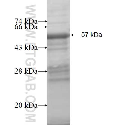 OTUB1 fusion protein Ag0845 SDS-PAGE