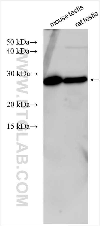 Western Blot (WB) analysis of various lysates using OTUB2 Polyclonal antibody (12066-1-AP)