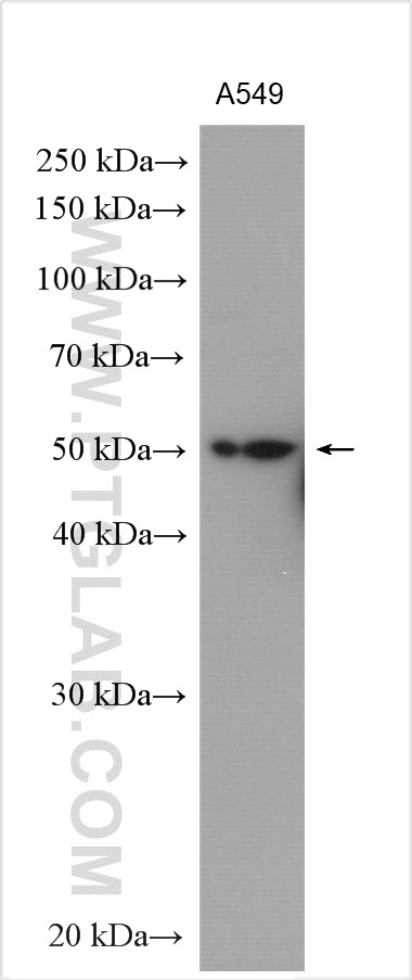 Western Blot (WB) analysis of various lysates using OTUD1 Polyclonal antibody (29921-1-AP)