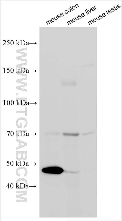 Western Blot (WB) analysis of various lysates using OTUD1 Polyclonal antibody (29921-1-AP)