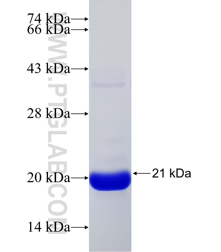 OTUD1 fusion protein Ag32010 SDS-PAGE