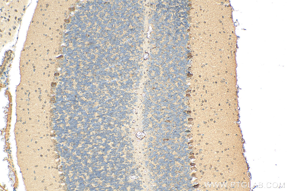 IHC staining of mouse cerebellum using 29622-1-AP
