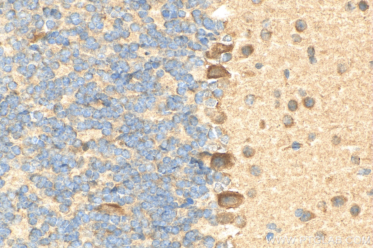 Immunohistochemistry (IHC) staining of mouse cerebellum tissue using OTUD3 Polyclonal antibody (29622-1-AP)