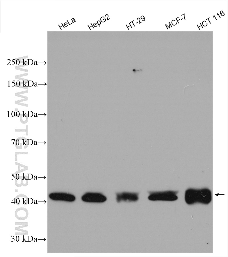Western Blot (WB) analysis of HeLa cells using OTUD3 Polyclonal antibody (29622-1-AP)