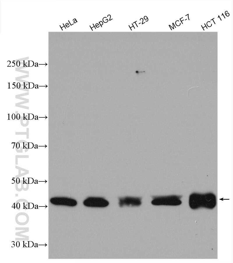 WB analysis of HeLa using 29622-1-AP