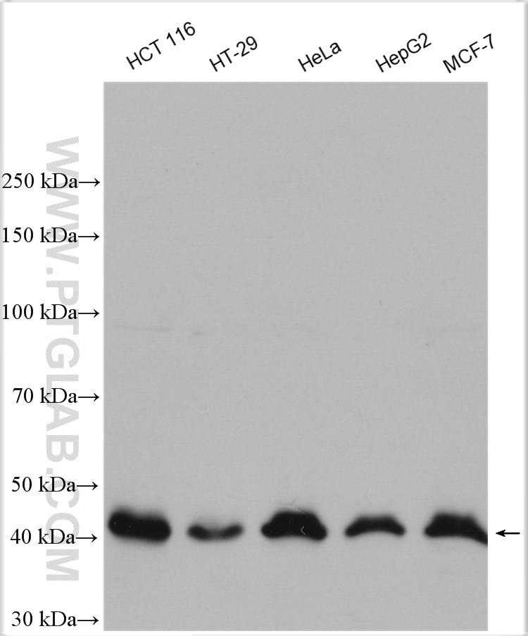 Western Blot (WB) analysis of various lysates using OTUD3 Polyclonal antibody (29622-1-AP)