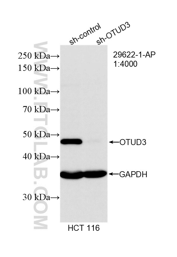 Western Blot (WB) analysis of HCT 116 cells using OTUD3 Polyclonal antibody (29622-1-AP)