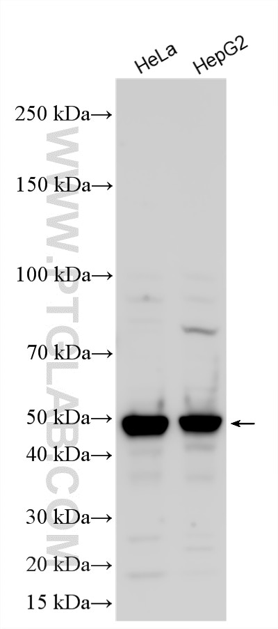 WB analysis using 29622-1-AP Western Blot (WB) analysis of various lysates using OTUD3 Polyclonal antibody (29622-1-AP)