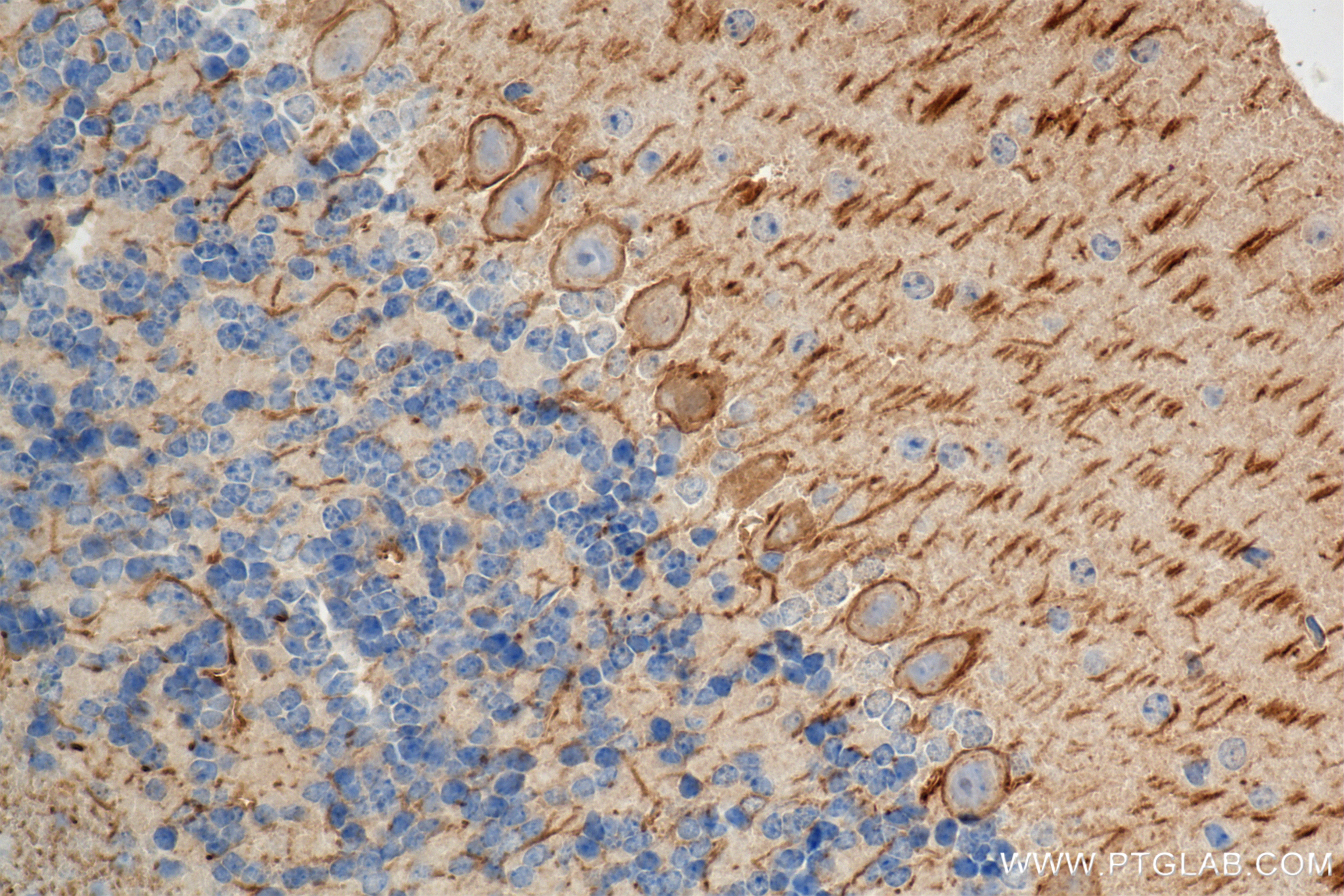 Immunohistochemistry (IHC) staining of mouse cerebellum tissue using OTUD3 Recombinant antibody (84717-1-RR)
