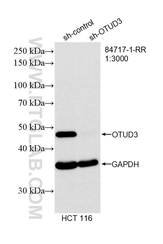 WB result of OTUD3 antibody (84717-1-RR; 1:3000; incubated at room temperature for 1.5 hours) with sh-Control and sh-OTUD3 transfected HCT 116 cells. Western Blot (WB) analysis of HCT 116 cells using OTUD3 Recombinant monoclonal antibody (84717-1-RR)