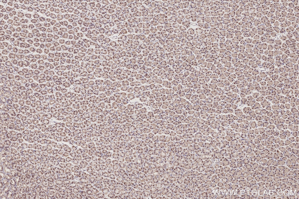Immunohistochemistry (IHC) staining of rat stomach tissue using OTUD5 Polyclonal antibody (21002-1-AP)