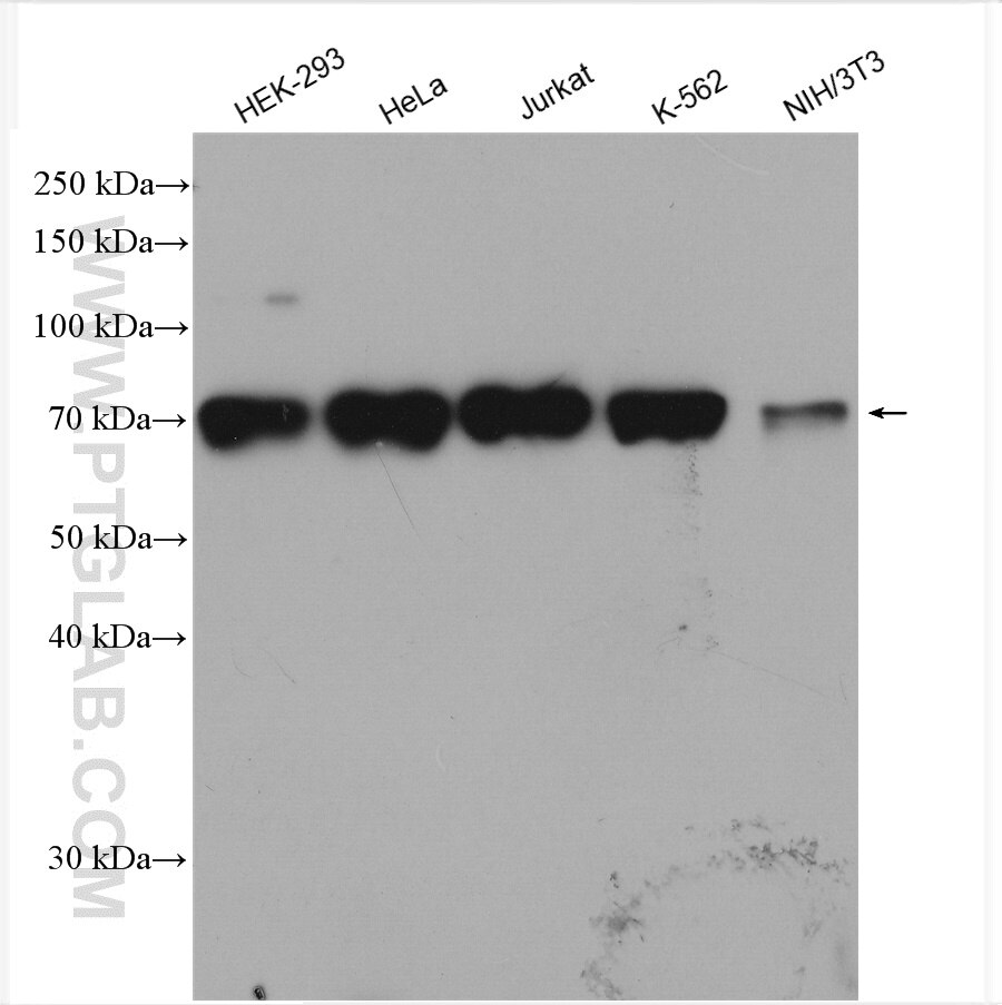 Western Blot (WB) analysis of various lysates using OTUD5 Polyclonal antibody (21002-1-AP)