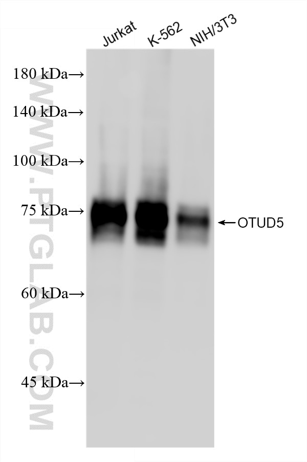 WB analysis using 86490-1-RR (same clone as 86490-1-PBS) Western Blot (WB) analysis of various lysates using OTUD5 Recombinant monoclonal antibody (86490-1-RR)