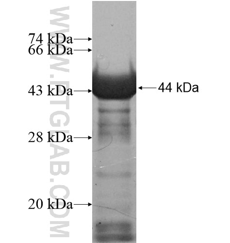 OTUD5 fusion protein Ag15628 SDS-PAGE