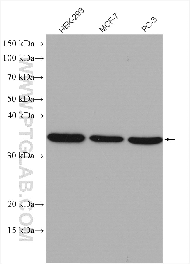 Western Blot (WB) analysis of various lysates using OTUD6B Polyclonal antibody (25430-1-AP)
