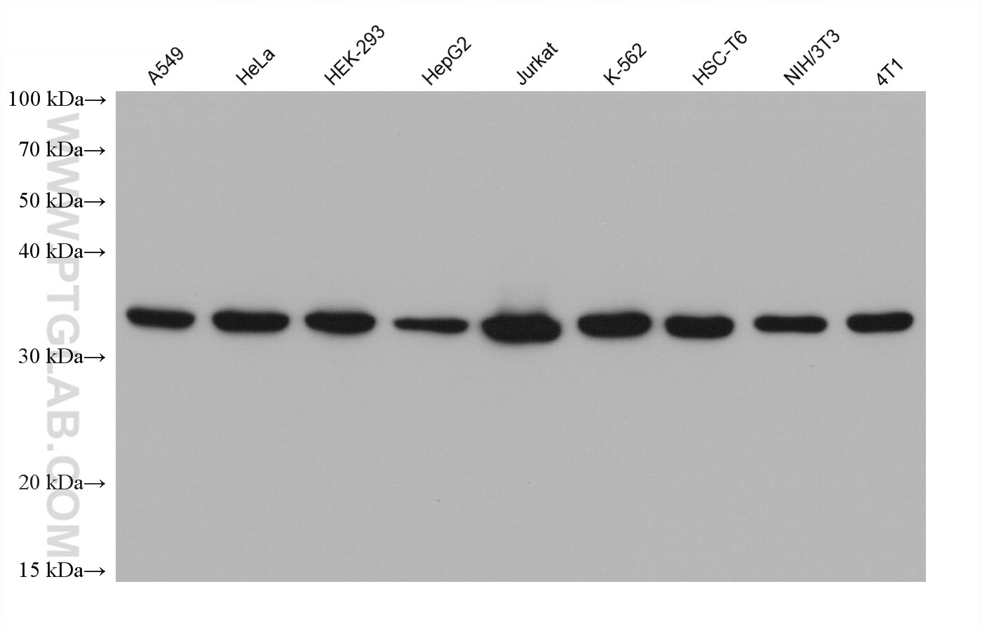 Western Blot (WB) analysis of various lysates using OTUD6B Monoclonal antibody (68450-1-Ig)