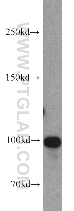 Western Blot (WB) analysis of Jurkat cells using OTUD7B Polyclonal antibody (16605-1-AP)