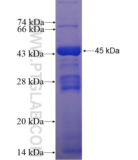 OTUD7B fusion protein Ag10513 SDS-PAGE