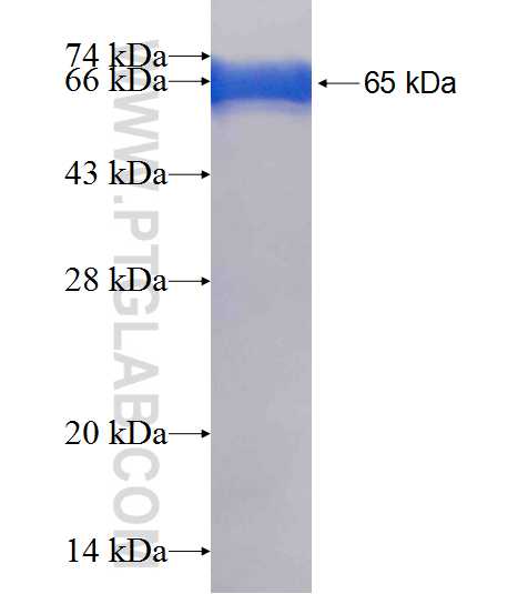 OTUD7B fusion protein Ag9788 SDS-PAGE