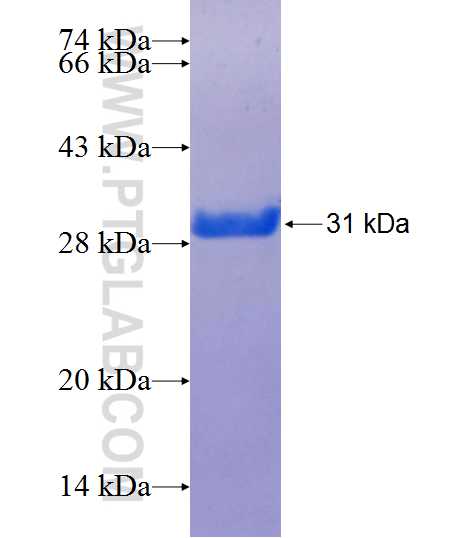 OTX1 fusion protein Ag24252 SDS-PAGE